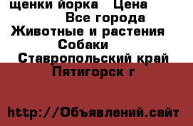 щенки йорка › Цена ­ 15 000 - Все города Животные и растения » Собаки   . Ставропольский край,Пятигорск г.